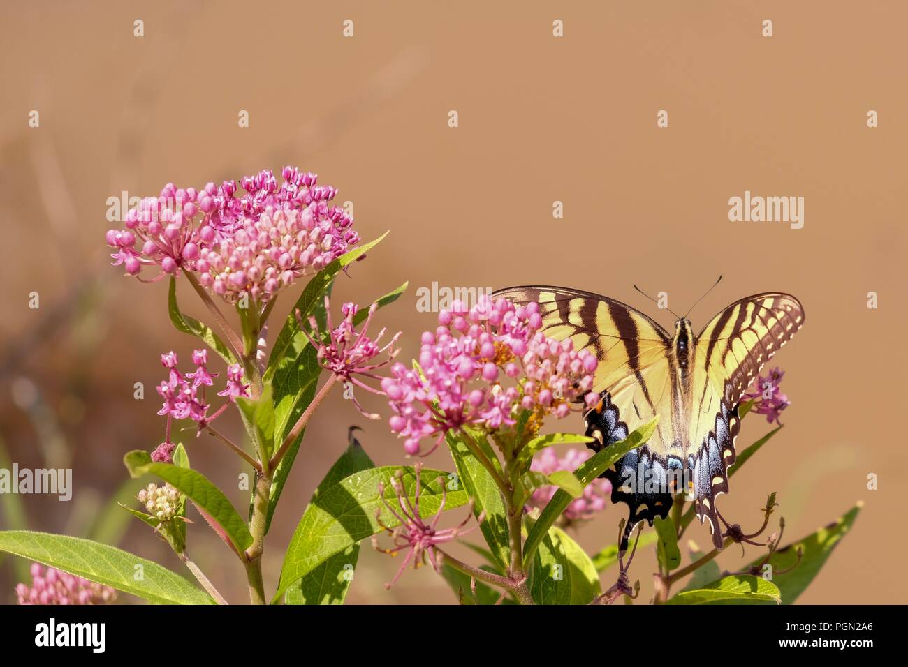 Top view of a female Eastern Tiger Swallowtail butterfly feasting on sweet nectar from the blooms of swamp milkweed - Yates Mill County Park in Raleig Stock Photo