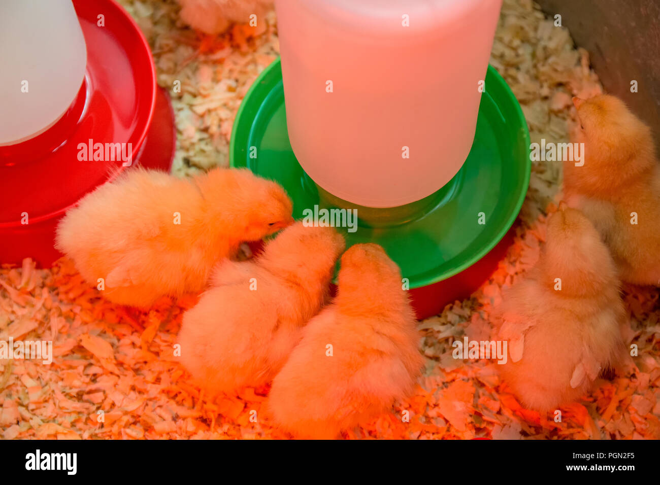 Buff Orpington chicks huddled together under a heat lamp with some drinking Stock Photo