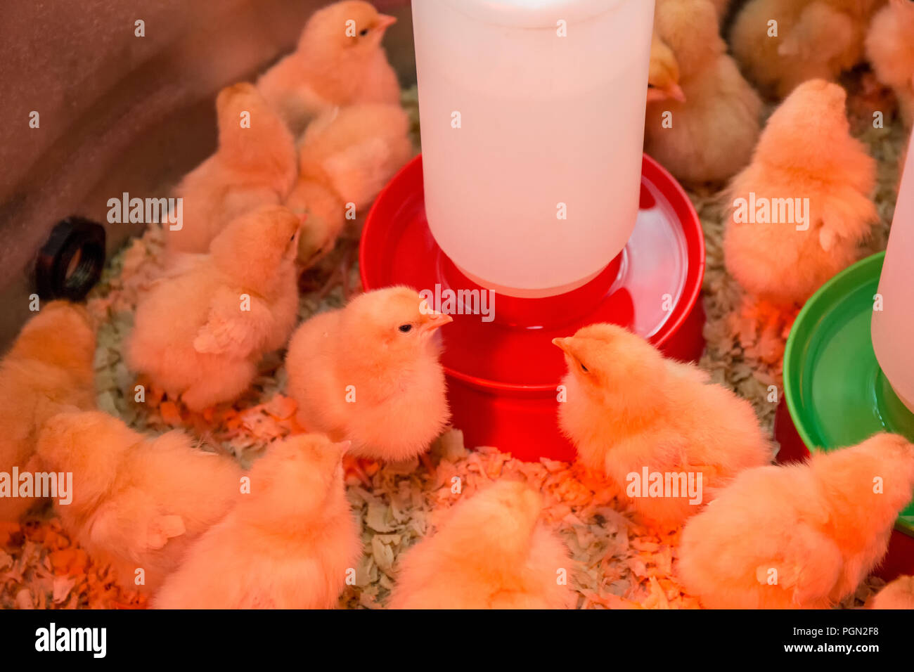 Buff Orpington chicks huddled together under a heat lamp with some drinking Stock Photo
