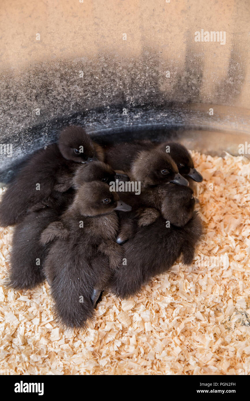 Cayuga ducklings huddled together under a heat lamp for warmth Stock