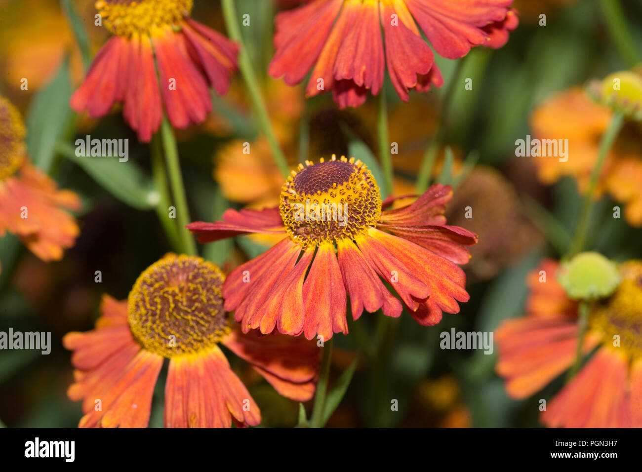 'Riverton Gem' Large-flowered Sneezeweed, Solbrud (Helenium autumnale) Stock Photo