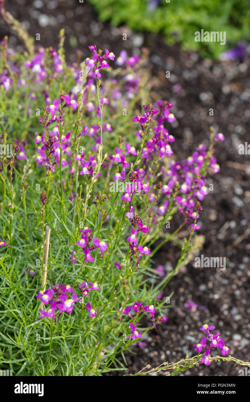 Moroccan toadflax, Färgsporre (Linaria maroccana) Stock Photo