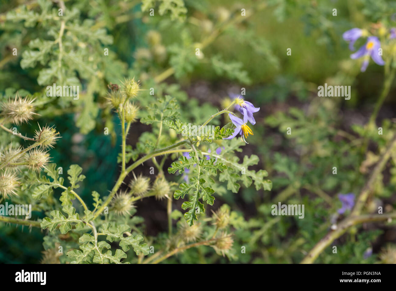 Watermelon nightshade, Blå taggborre (Solanum citrullifolium) Stock Photo