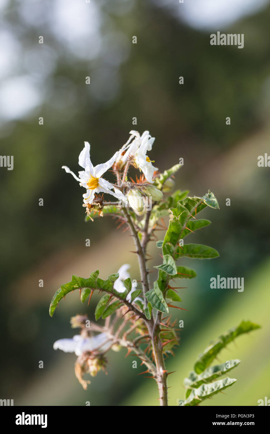Sticky Nightshade, Blek taggborre (Solanum sisymbriifolium) Stock Photo