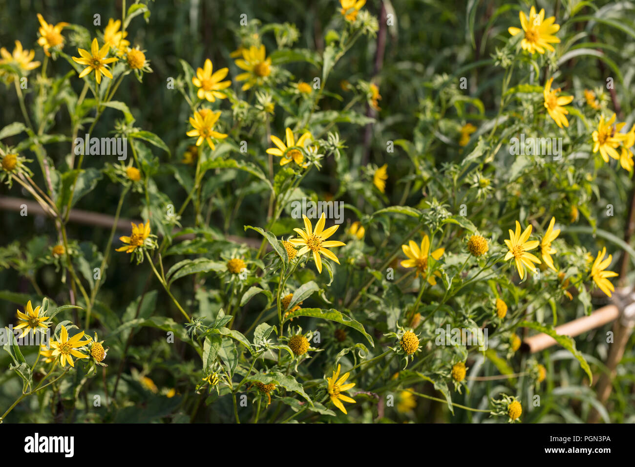 Jerusalem artichoke, Jordärtskocka (Helianthus tuberosus Stock Photo
