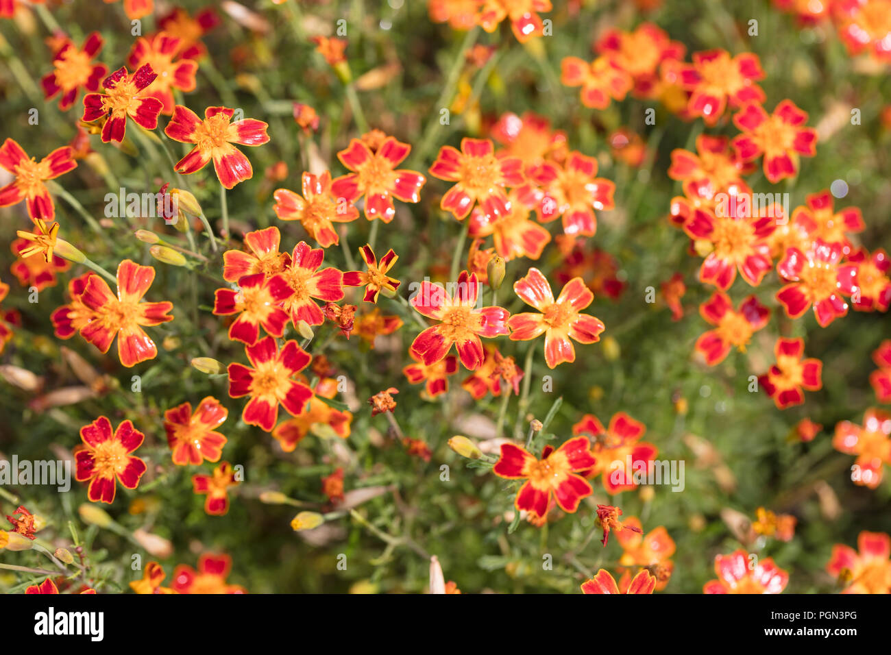 Signet marigold, Liten tagetes (Tagetes tenuifolia) Stock Photo