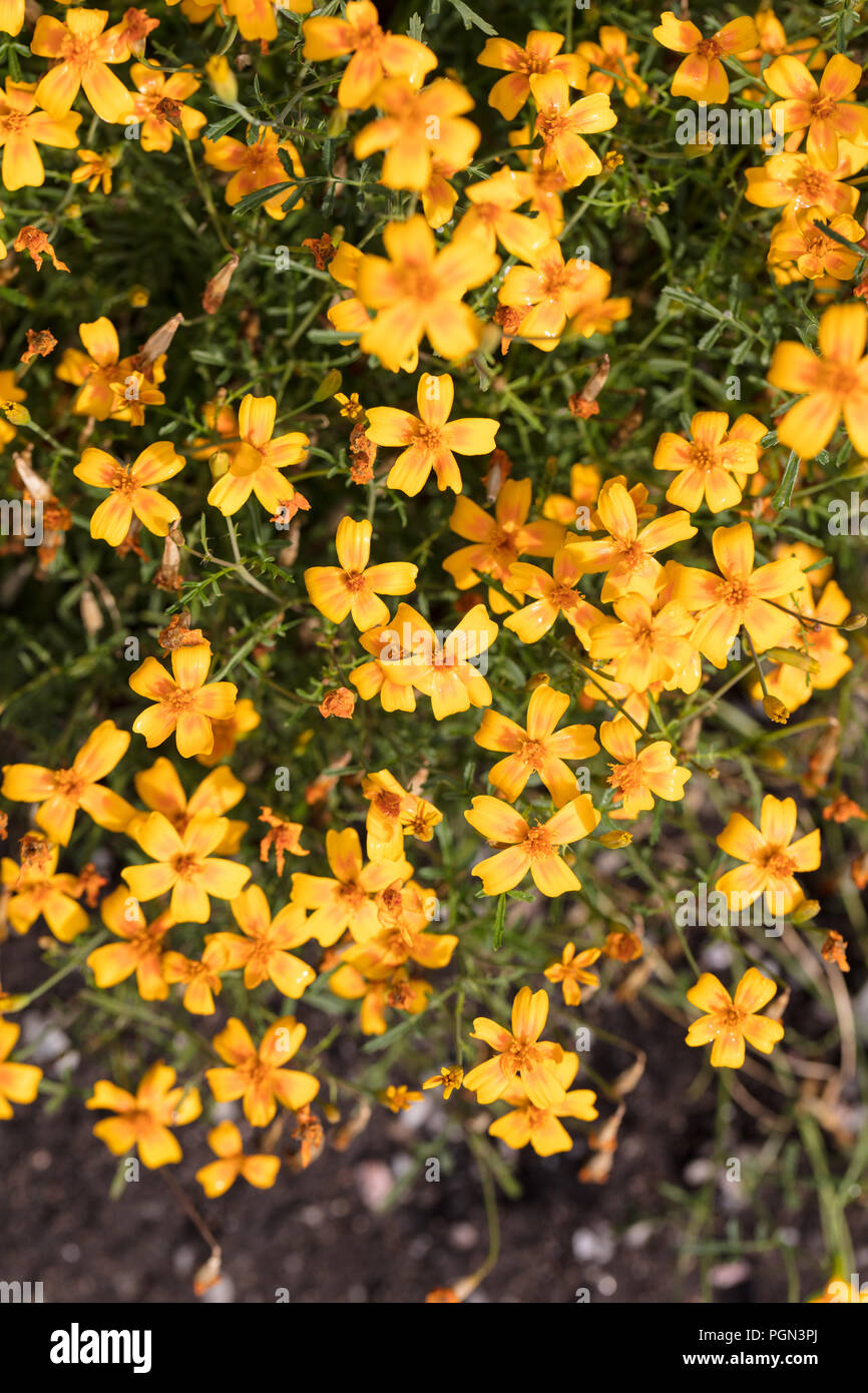 Signet marigold, Liten tagetes (Tagetes tenuifolia) Stock Photo