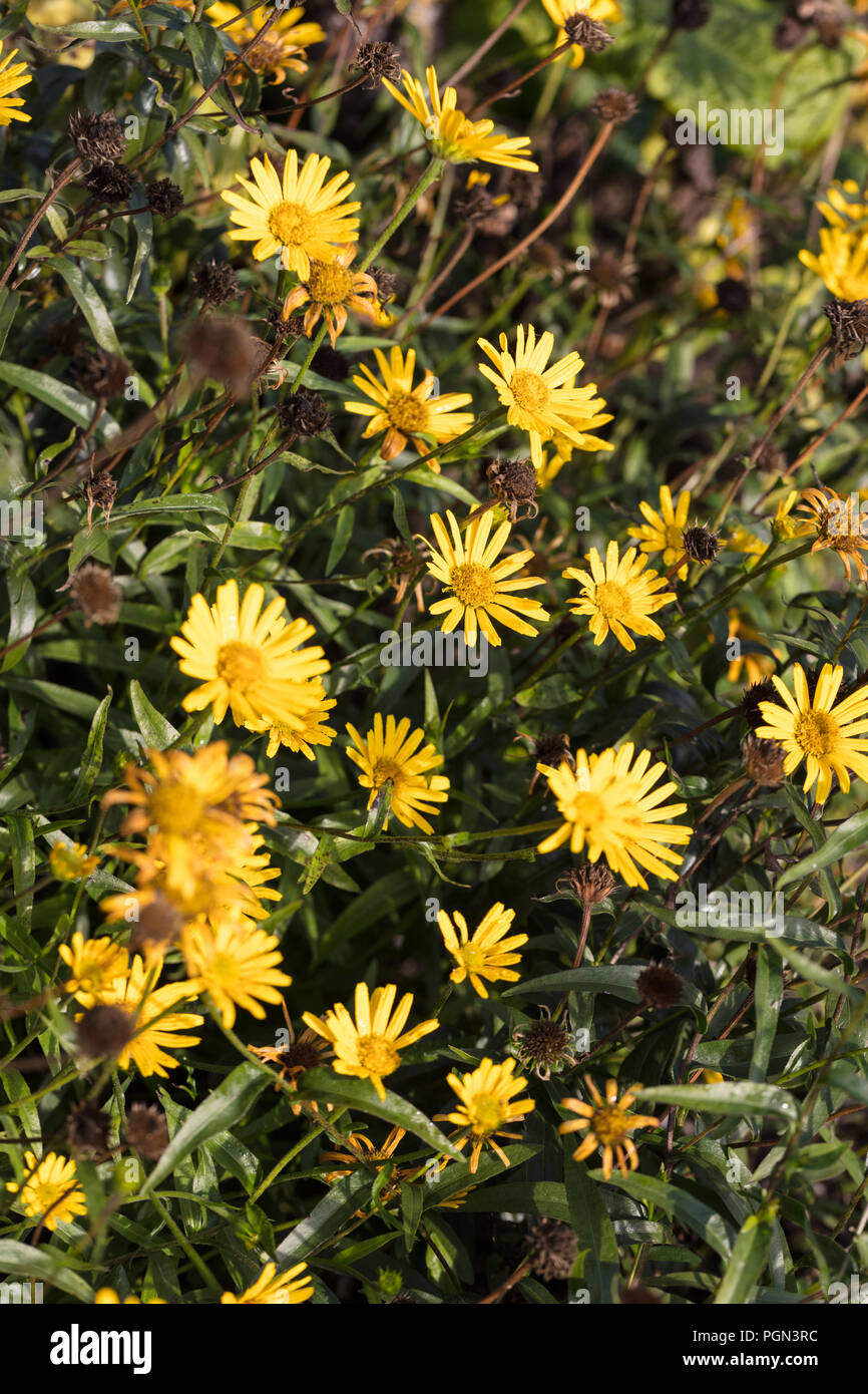 Yellow ox eye, Ljusöga (Buphthalmum salicifolium) Stock Photo