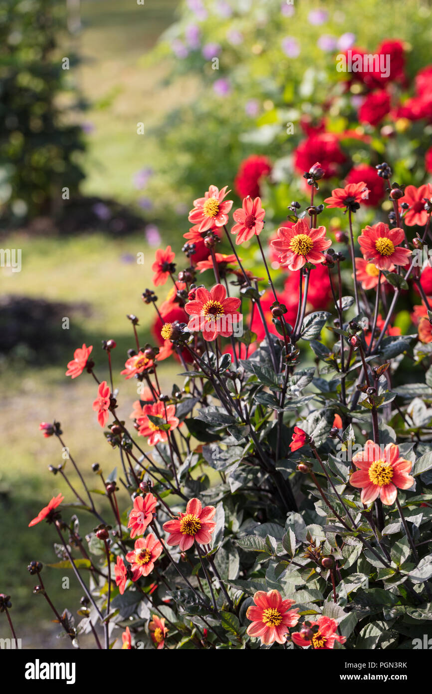 'Scura' Dwarf single-flowered dahlia, Enkelblommiga gruppen (Dahlia x Hortensis) Stock Photo