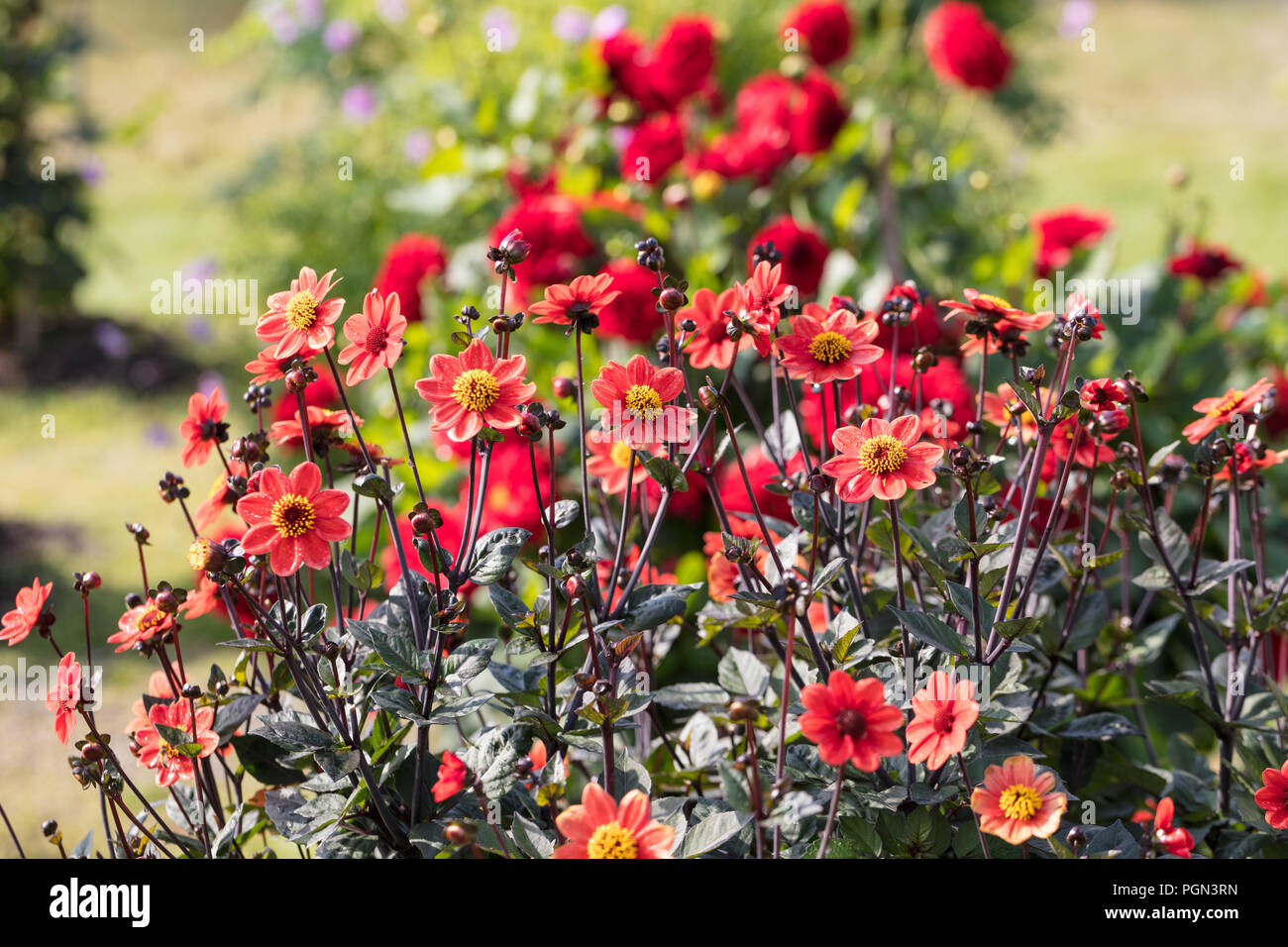 'Scura' Dwarf single-flowered dahlia, Enkelblommiga gruppen (Dahlia x Hortensis) Stock Photo