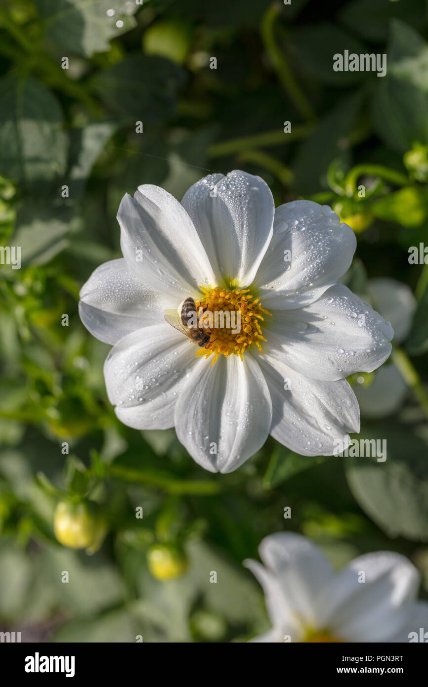 'Sneezy' Dwarf single-flowered dahlia, Enkelblommiga gruppen (Dahlia x Hortensis) Stock Photo