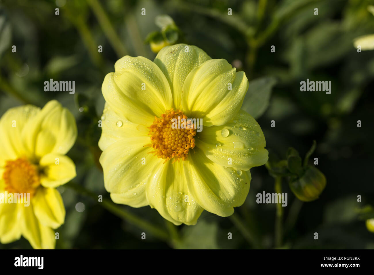 'Sanne' Dwarf single-flowered dahlia, Enkelblommiga gruppen (Dahlia x Hortensis) Stock Photo