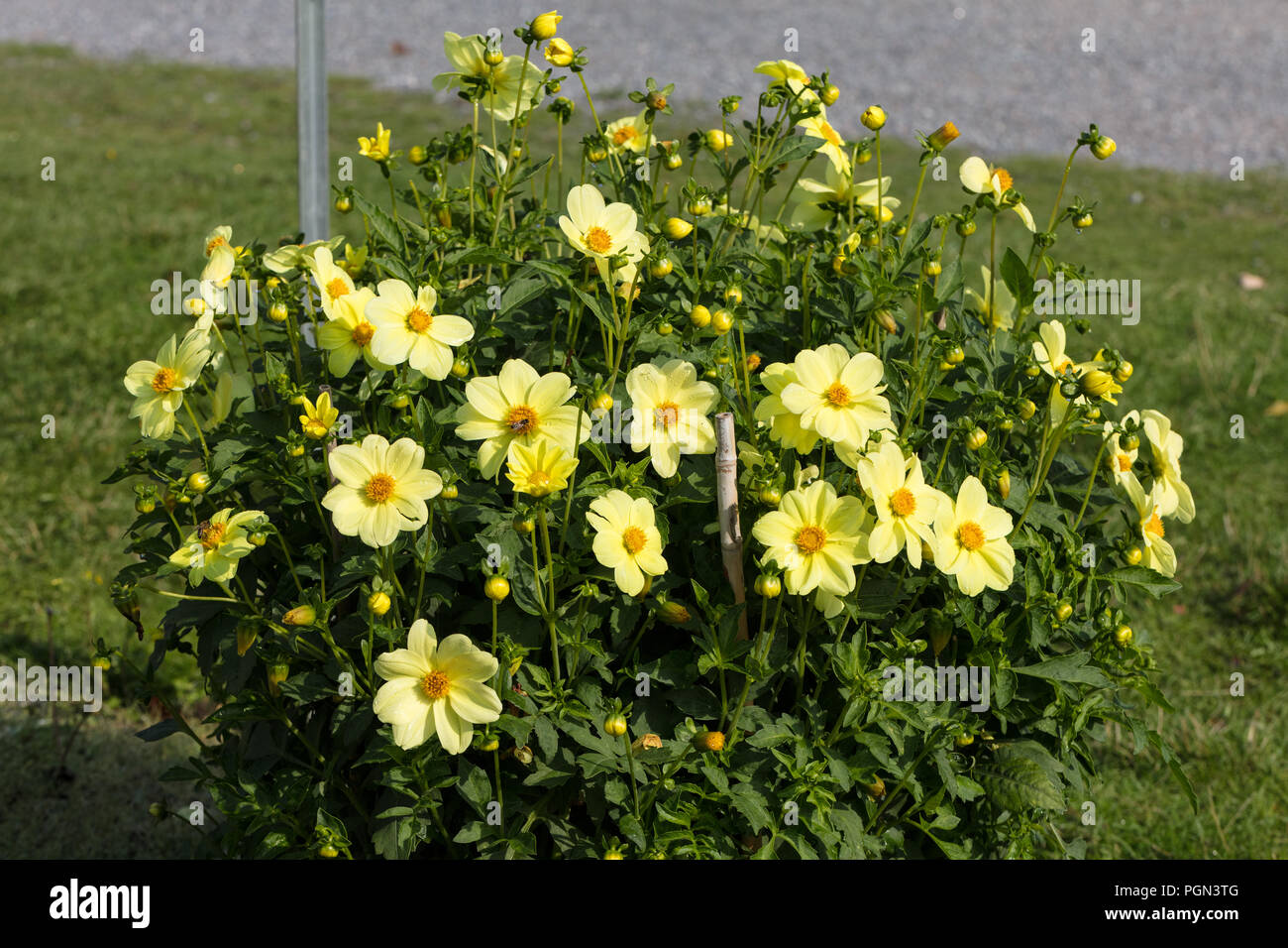 'Sanne' Dwarf single-flowered dahlia, Enkelblommiga gruppen (Dahlia x Hortensis) Stock Photo