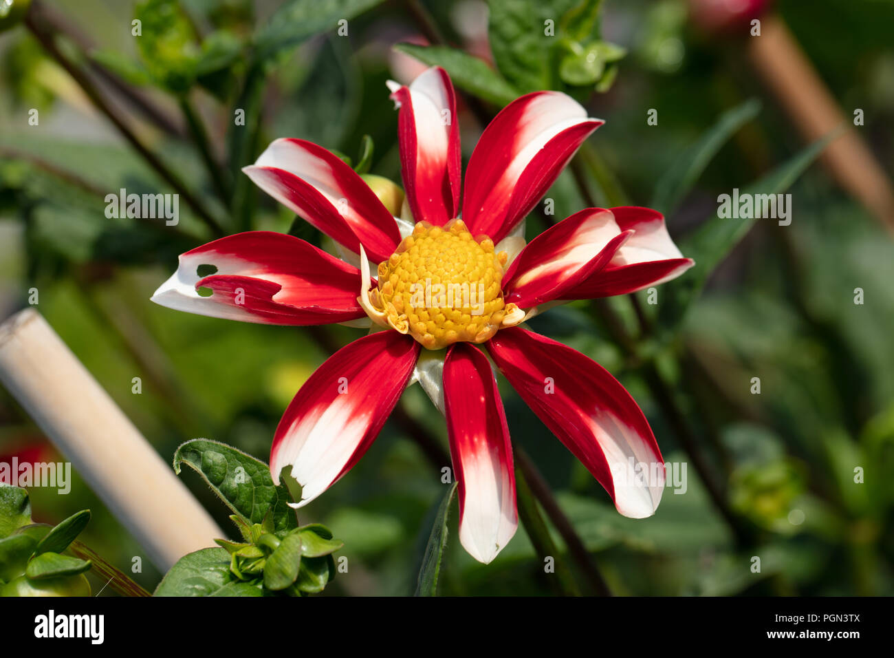 'Windmill' Star Dahlia, Stjärndahlia (Dahlia x Hortensis) Stock Photo