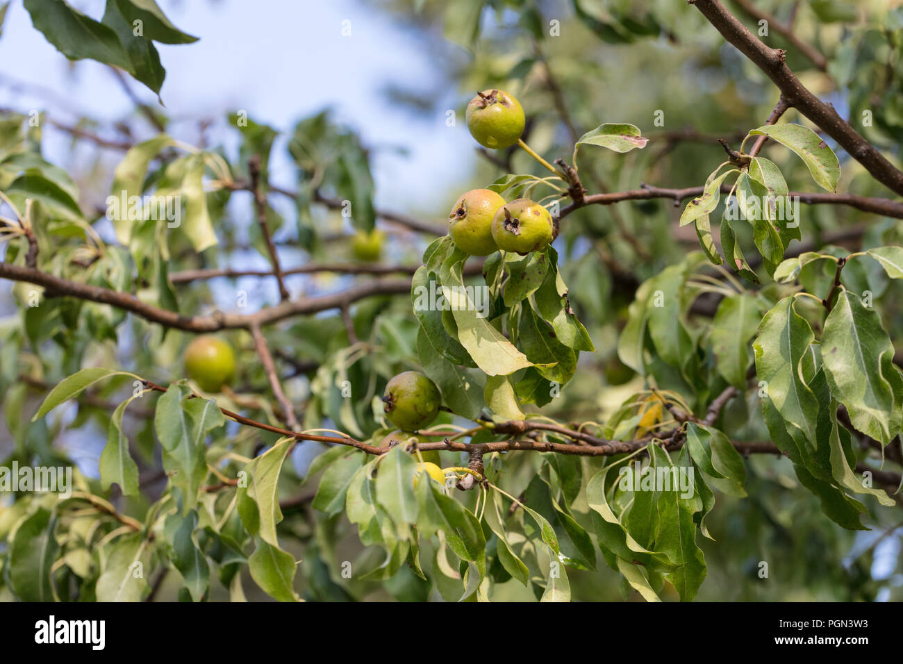 Oleaster-leafed pear, Gråbladigt päron (Pyrus elaeagrifolia) Stock Photo
