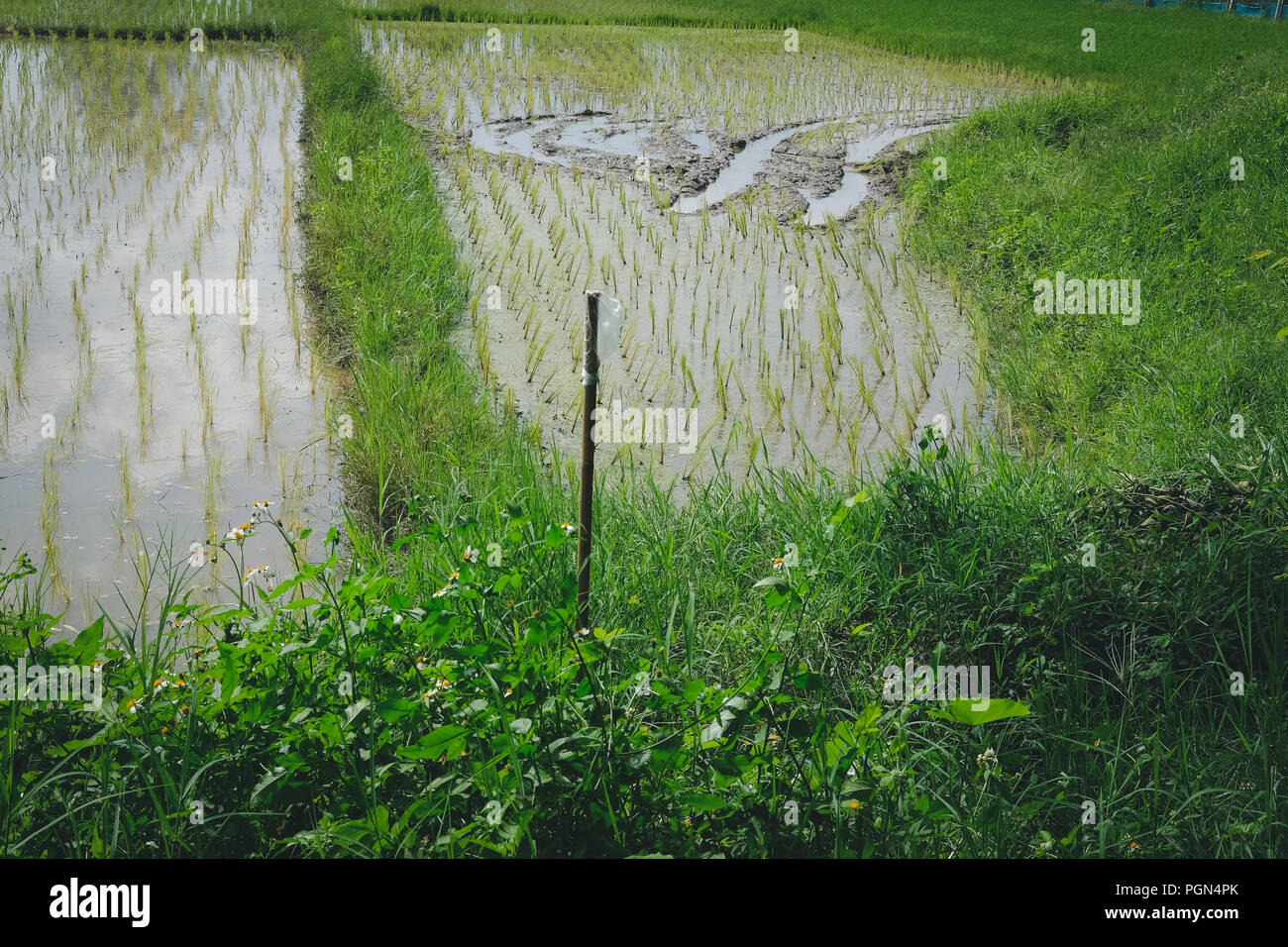 paddy field. rice farm in Thailand Stock Photo - Alamy