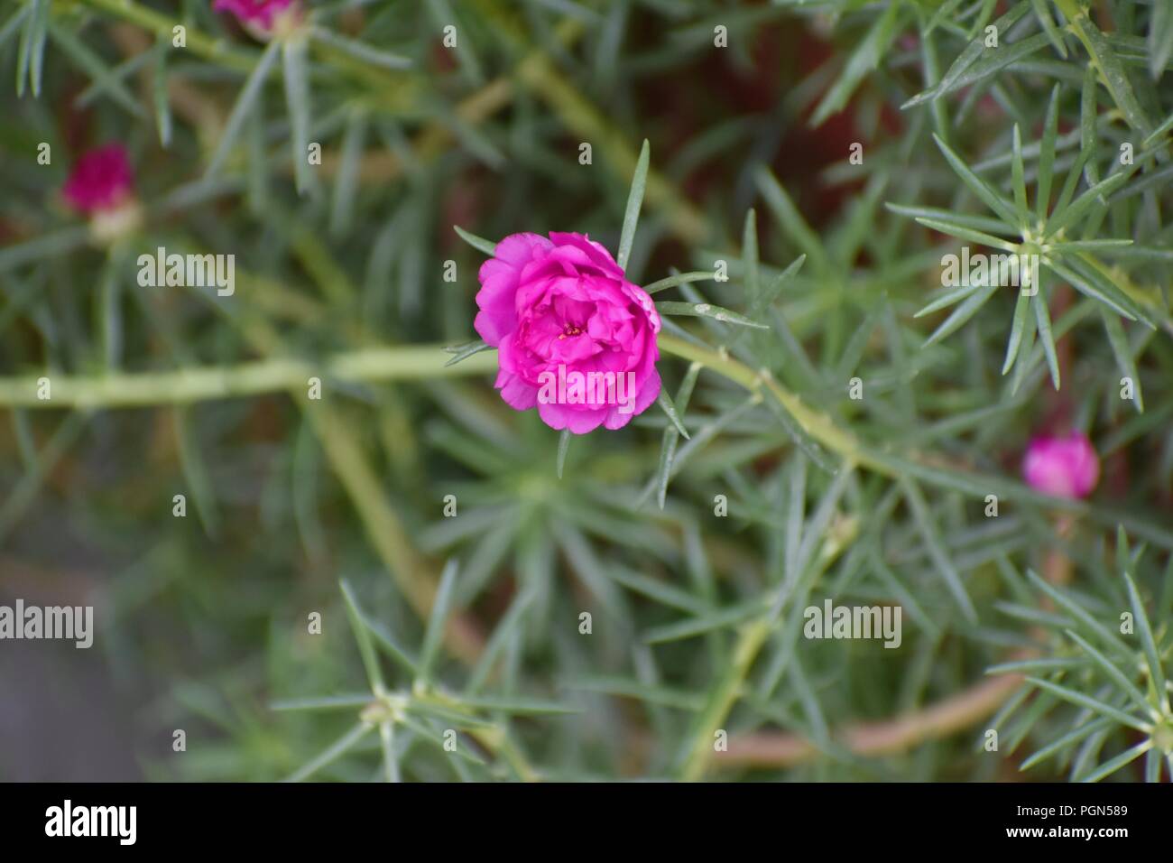 Pink flower beautiful hi-res stock photography and images - Alamy