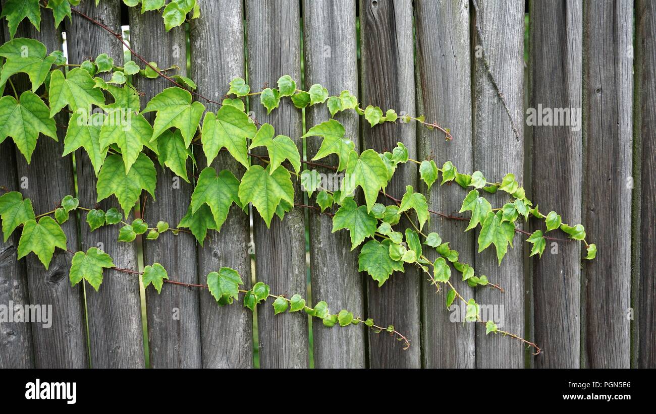 Vine leaves growing over fence hi-res stock photography and images - Alamy