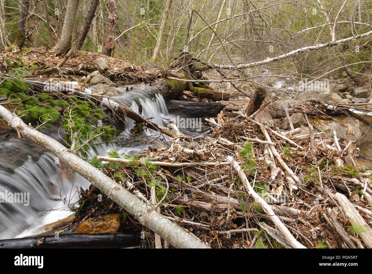 Mad River Logging Era Remnants of a splash dam along Flume Brook near the old logging Camp 5