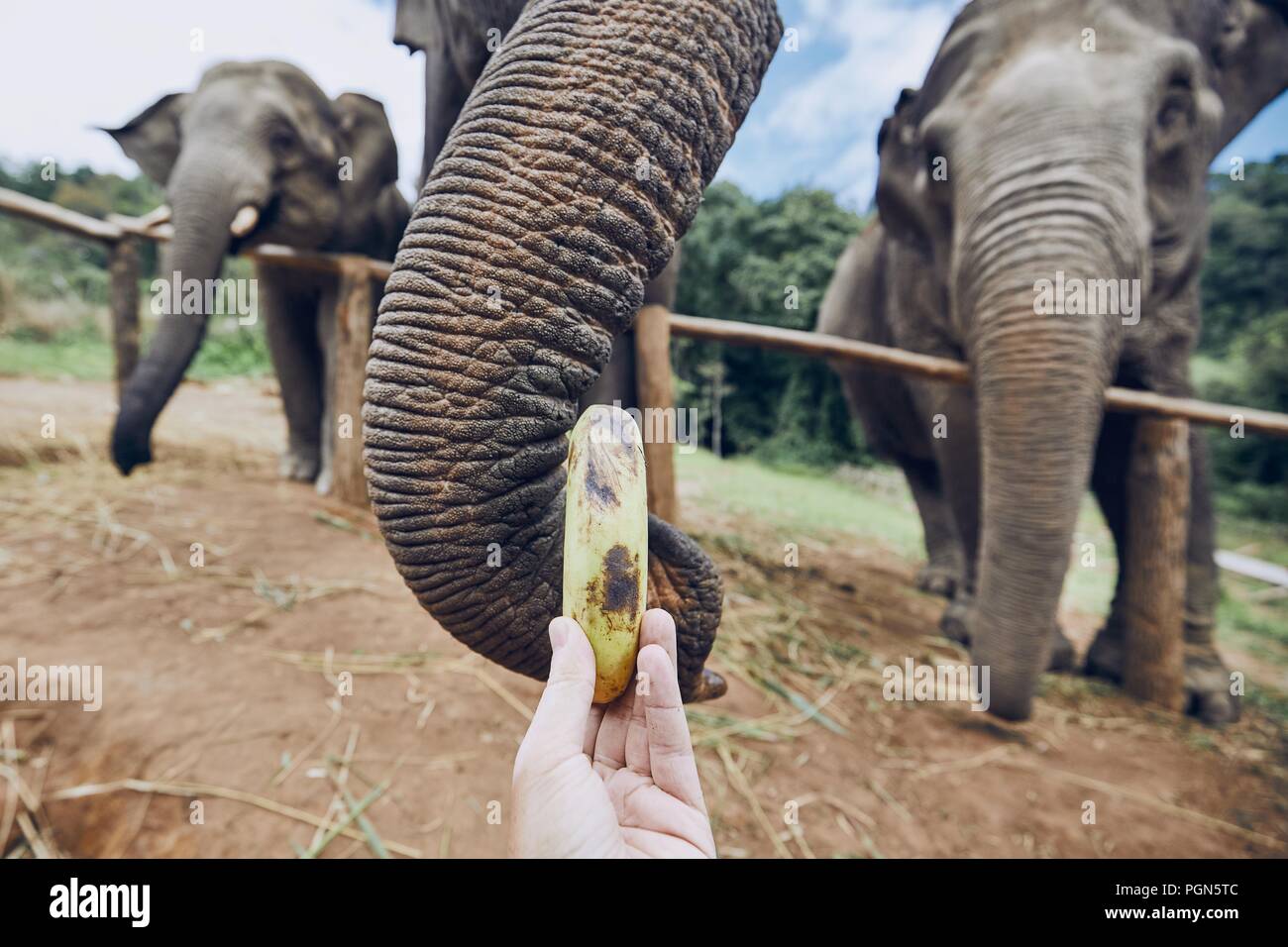 Hand with banana feeding to elephant. Chiang Mai Province, Thailand. Stock Photo