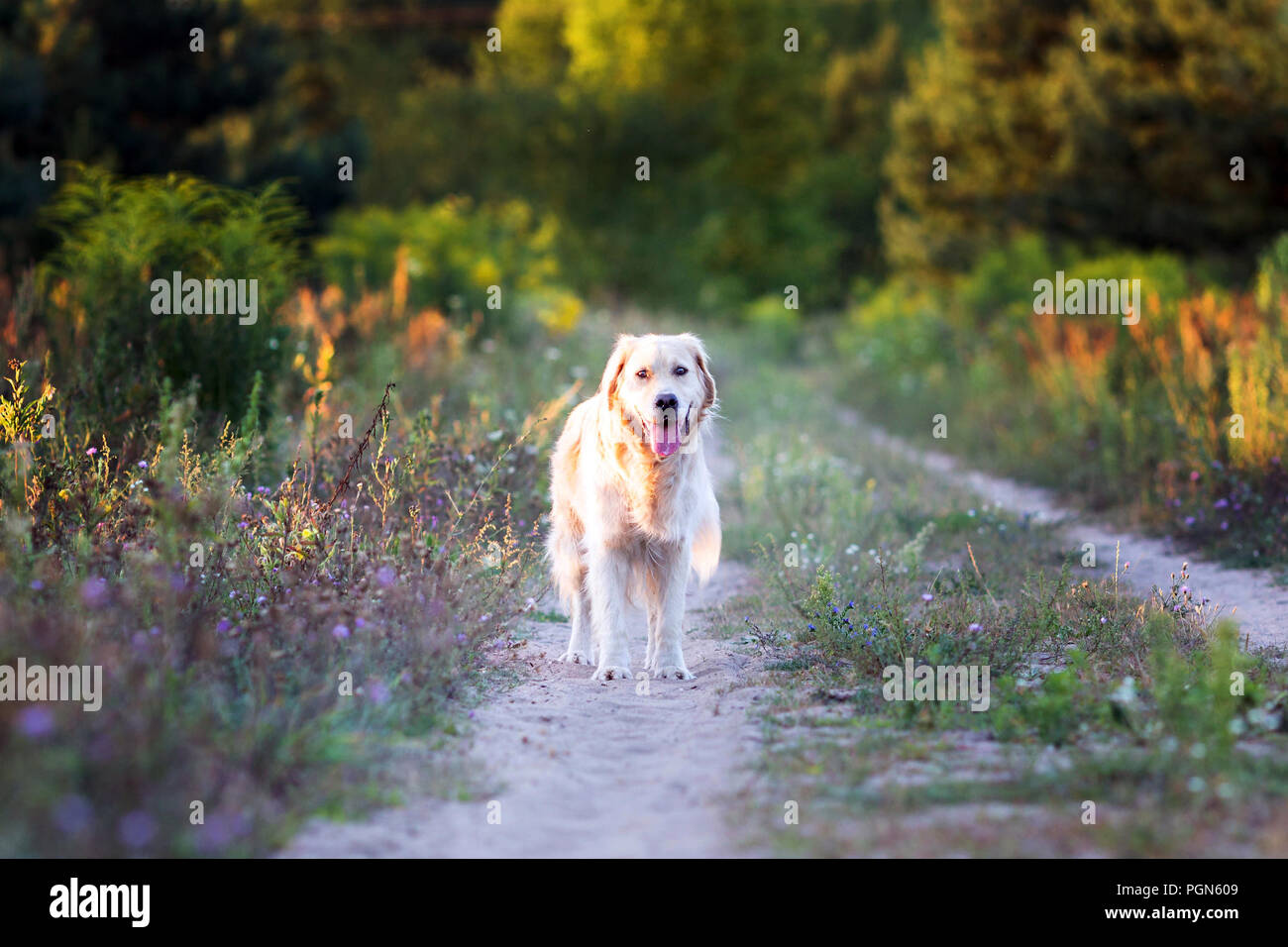 Happy golden retriever standing on the path in the forest Stock Photo