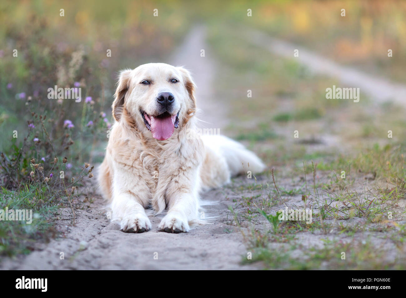 Happy golden retriever resting after walk Stock Photo Alamy