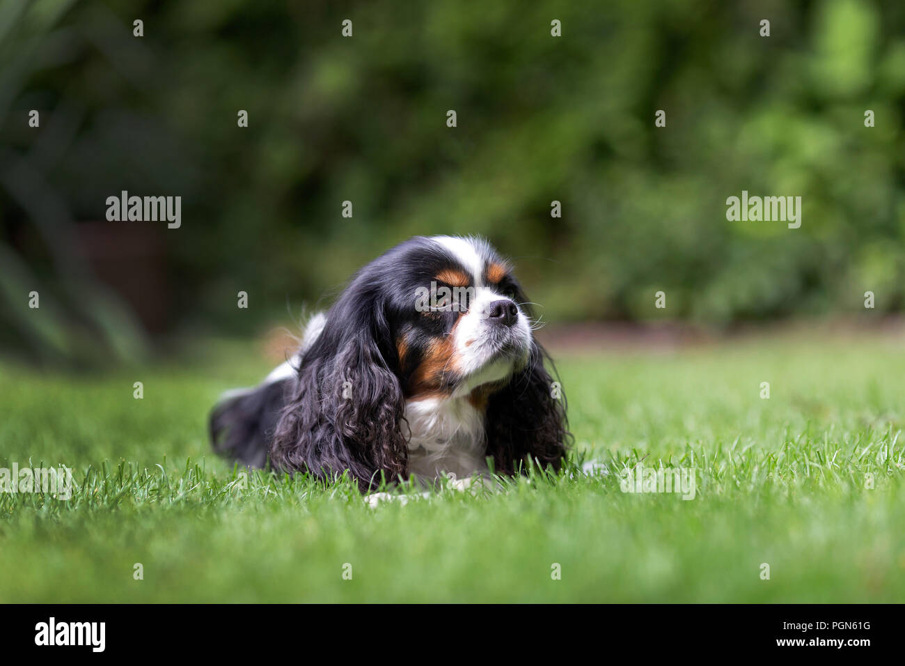 Cute dog lying on the grass in the garden Stock Photo