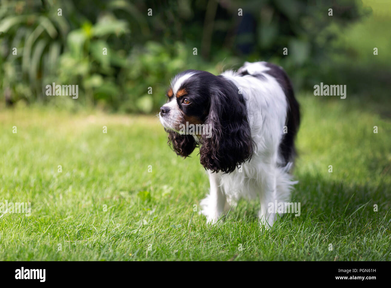 Cute dog standing on the grass in the garden Stock Photo