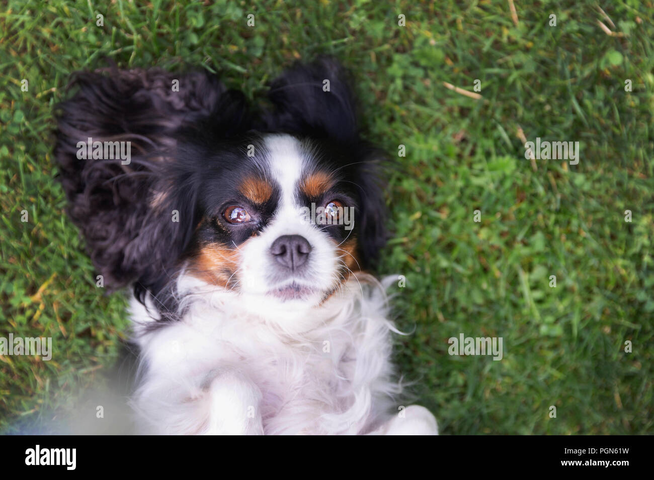Happy dog lying on the grass Stock Photo
