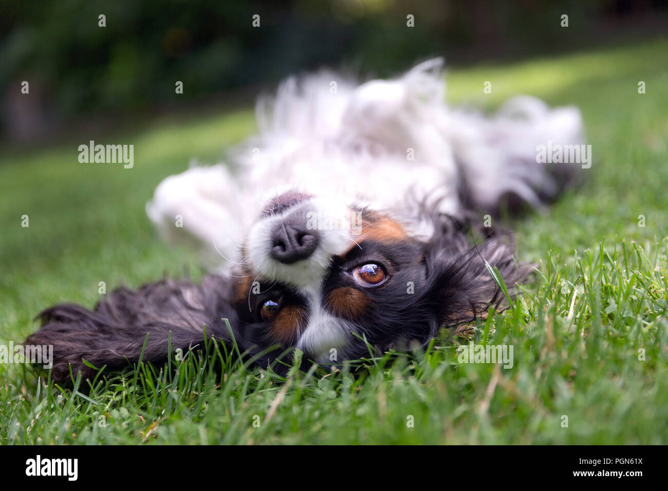 Happy dog lying upside down and fooling around on the grass Stock Photo