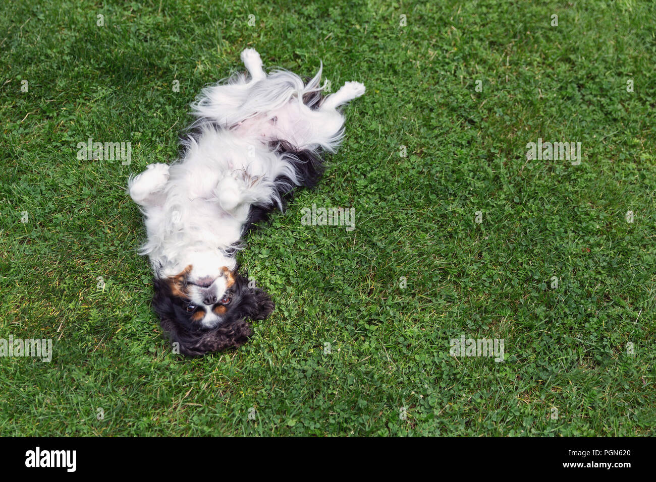 Happy dog lying upside down and fooling around on the grass Stock Photo