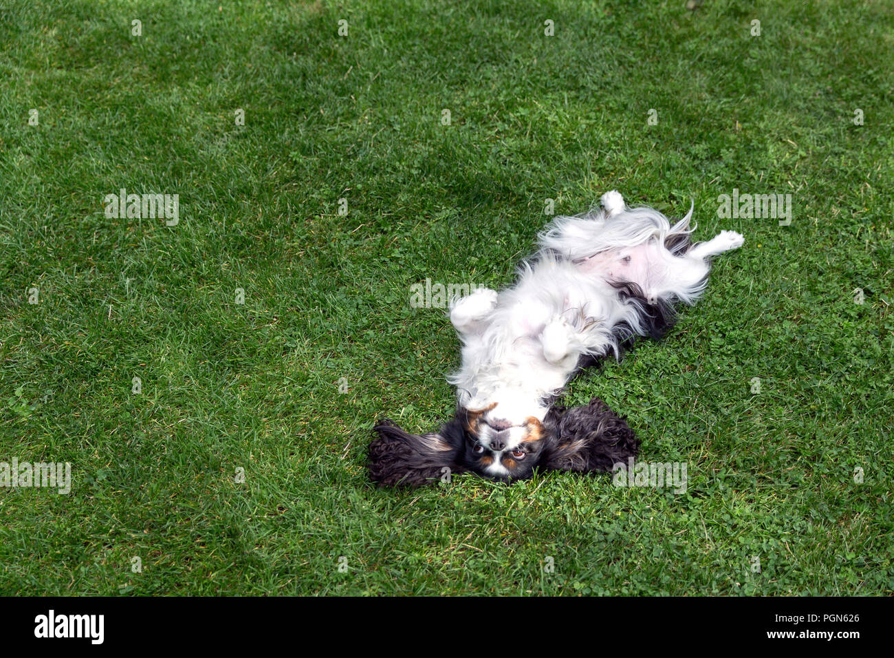 Happy dog lying upside down and fooling around on the grass Stock Photo