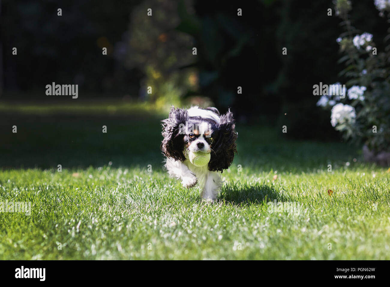 Cute dog fetching a ball and running in the garden Stock Photo