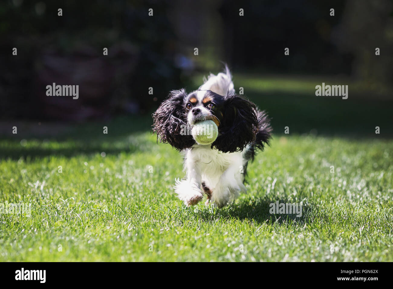 Happy dog fetching a ball and running in the garden Stock Photo