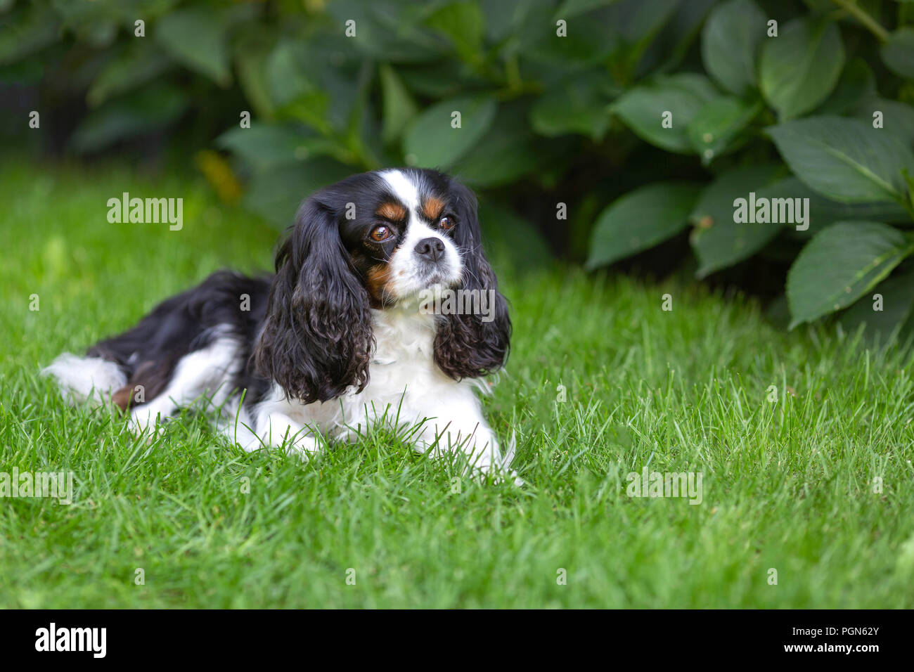 Cute dog lying on the grass in the garden Stock Photo