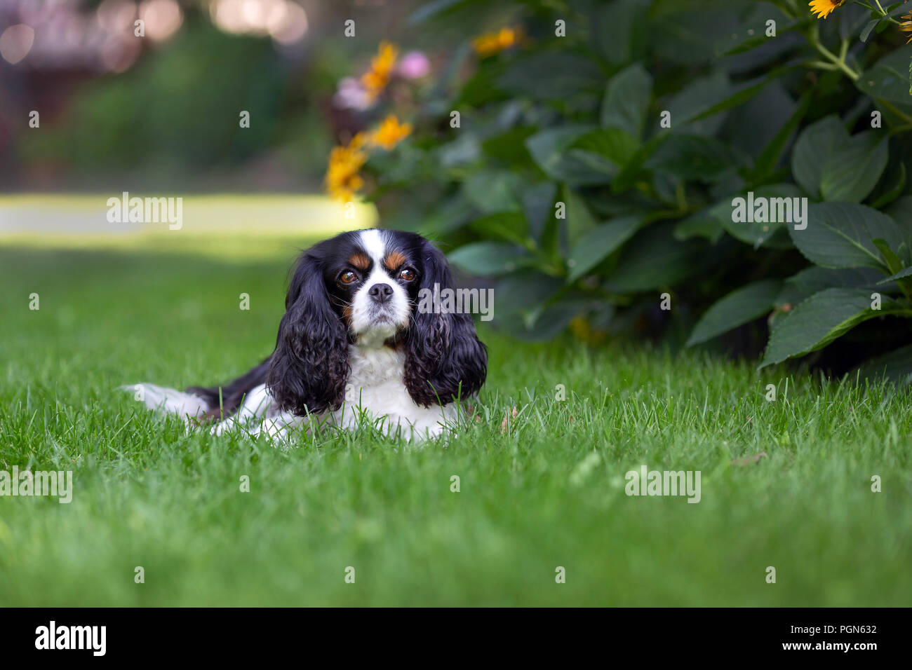 Cute dog lying on the grass in the garden Stock Photo