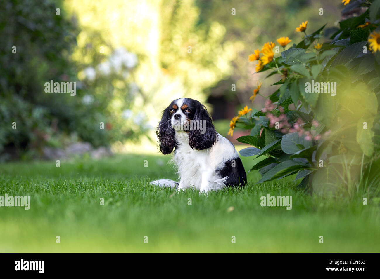 Cute dog sitting on the grass in the garden Stock Photo