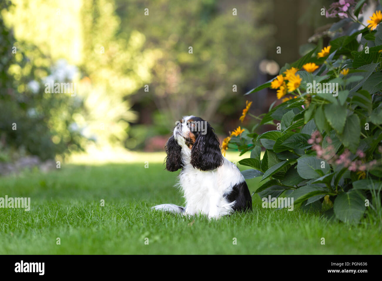 Cute dog sitting on the grass in teh garden and looking up Stock Photo