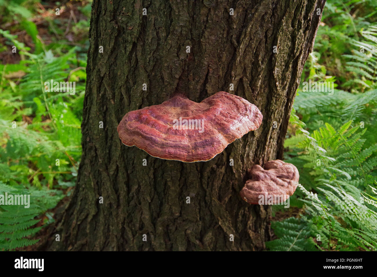 Wild Reishi Mushroom ( Ganoderma Tsugae ) growing on a Hemlock Tree. This medicinal herb is known for its immune supporting properties and benefits. Stock Photo