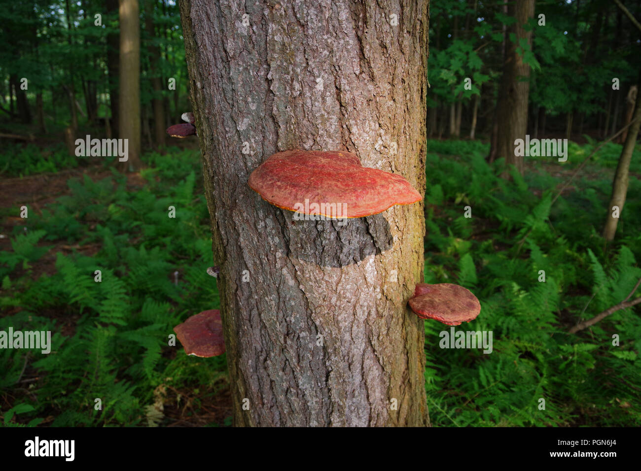 Wild Reishi Mushroom Ganoderma Tsugae Growing On A Hemlock