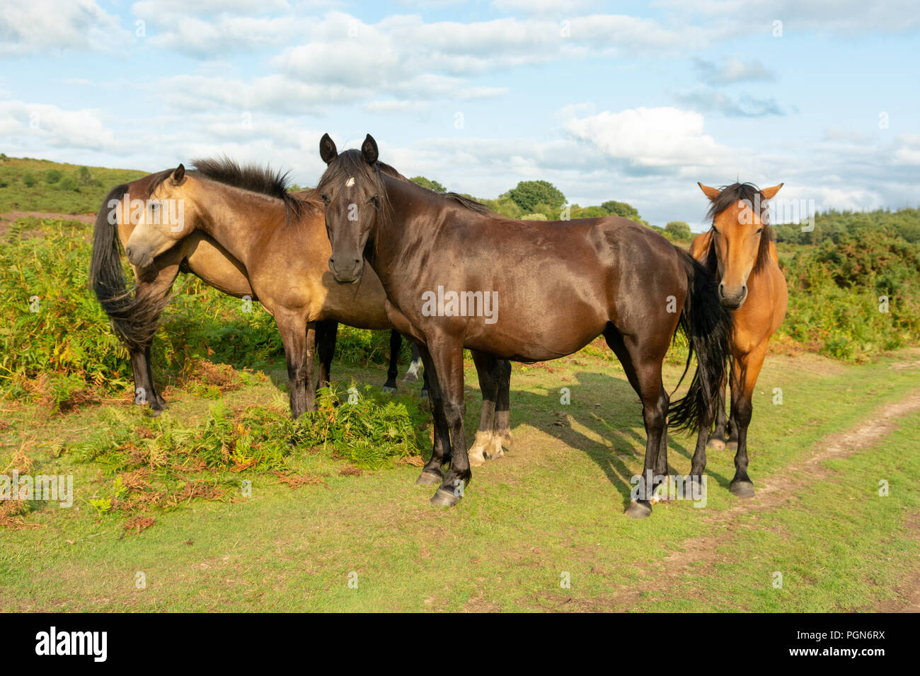 Group of 4 New Forest ponies standing together on a late summer day, Hampshire, England, UK Stock Photo