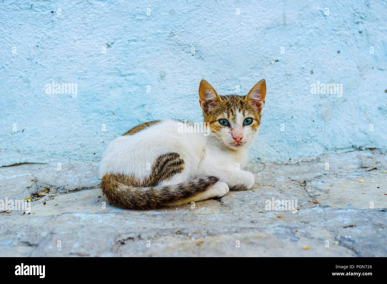 A small feral kitten sits against the blue house wall in Sousse Medina, Tunisia. Stock Photo