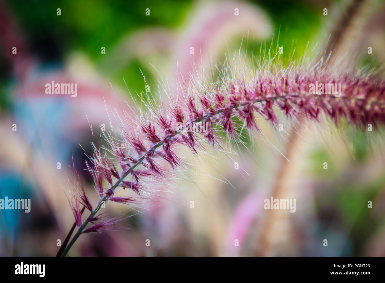 Close up beautiful gramineae grass flower in backyard garden Stock Photo