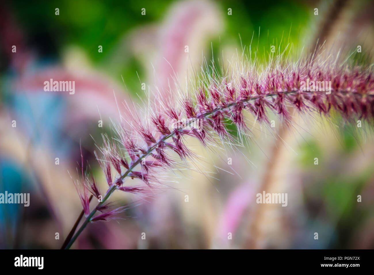 Close up beautiful gramineae grass flower in backyard garden Stock Photo