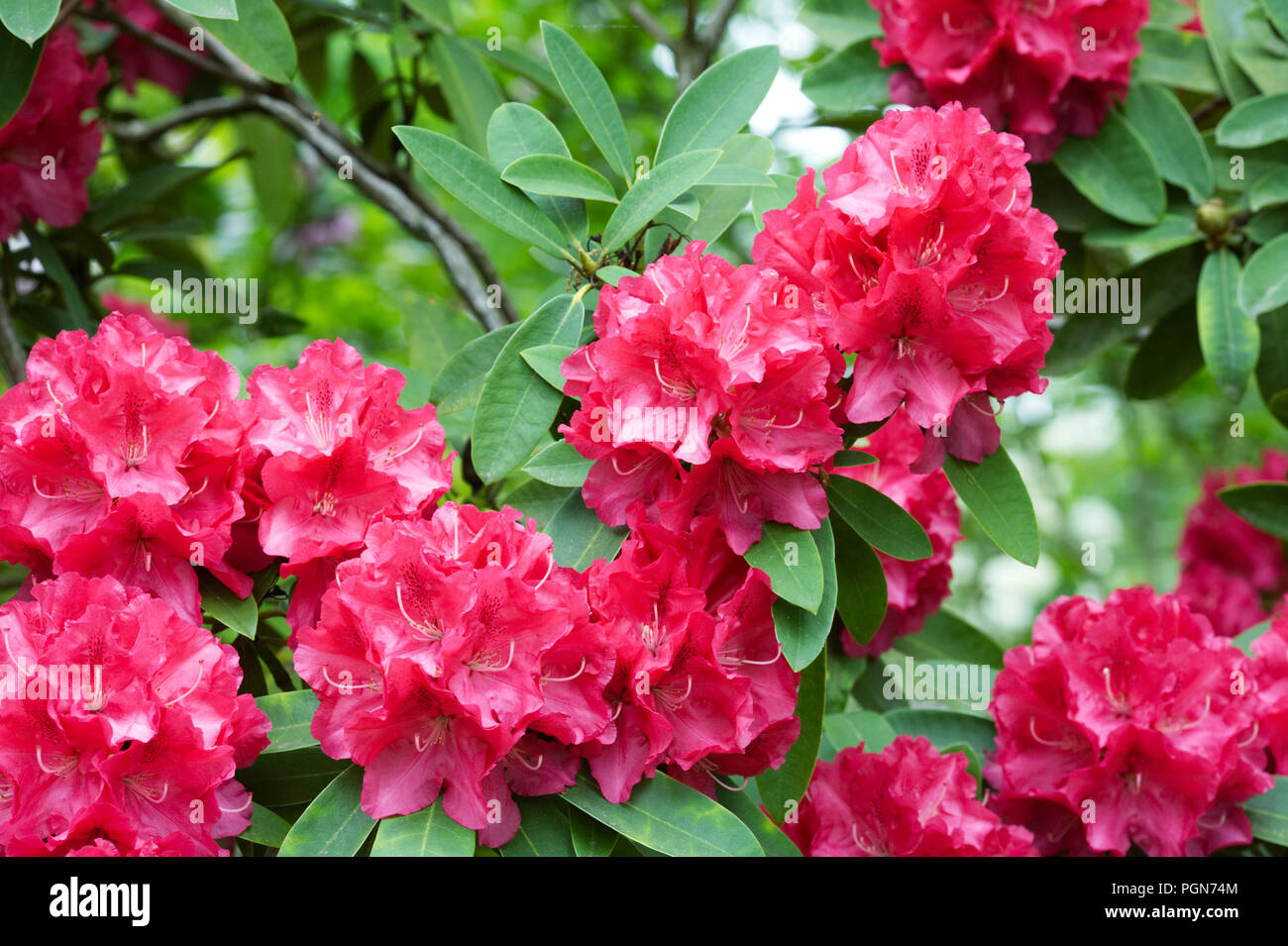 Rhododendron 'Britannia' flowers. Stock Photo