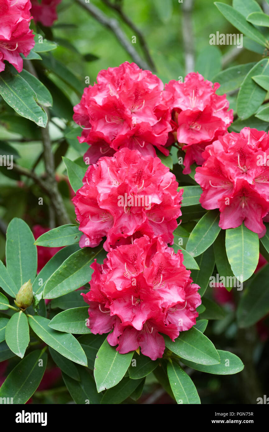 Rhododendron 'Britannia' flowers. Stock Photo