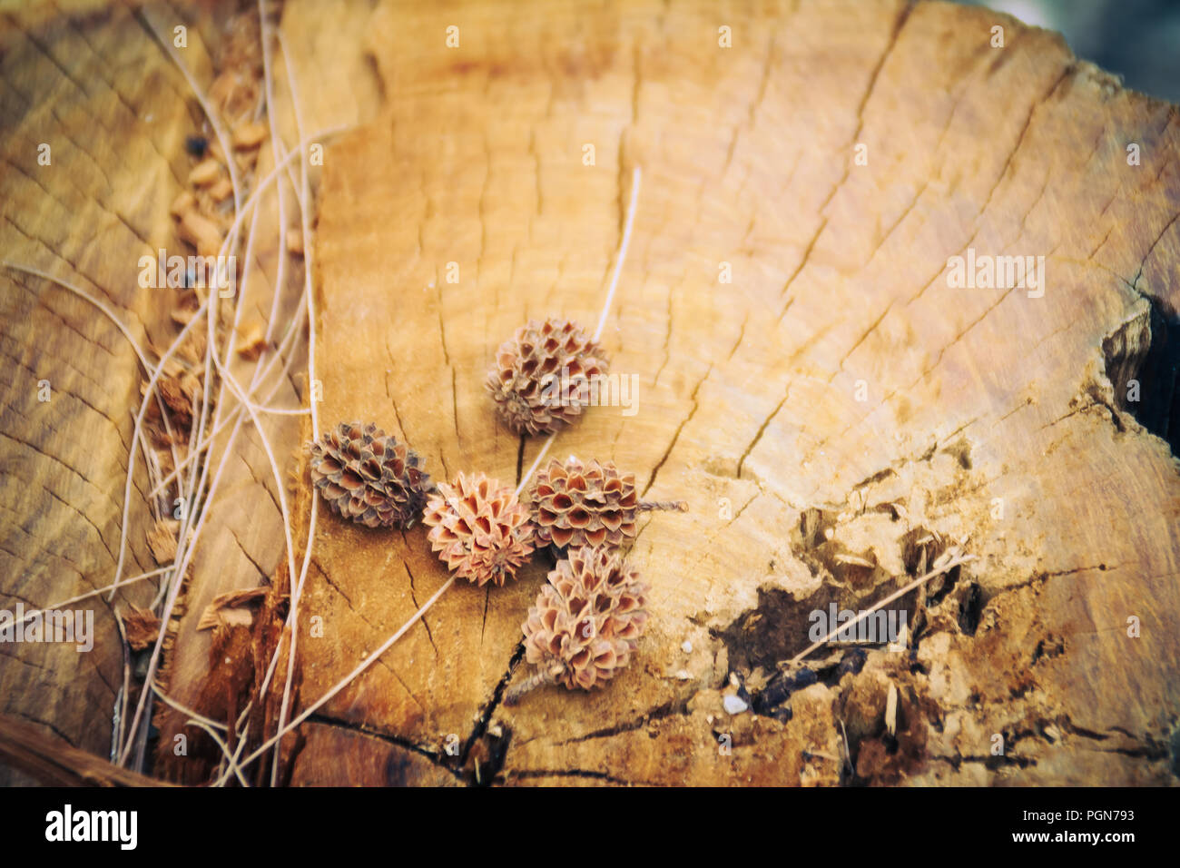 Dry fallen seeds of Casuarina equisetifolia (Common ironwood) fruit on cut it tree background. Deforestation and reforestation concept. Stock Photo