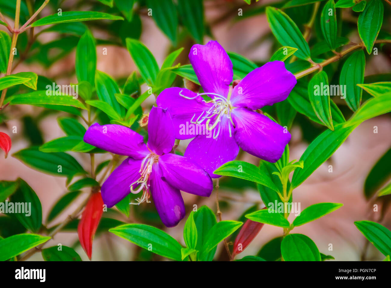 Beautiful blooming Indian Rhododendron (Osbeckia stellata Ham.) violet wild flower Stock Photo