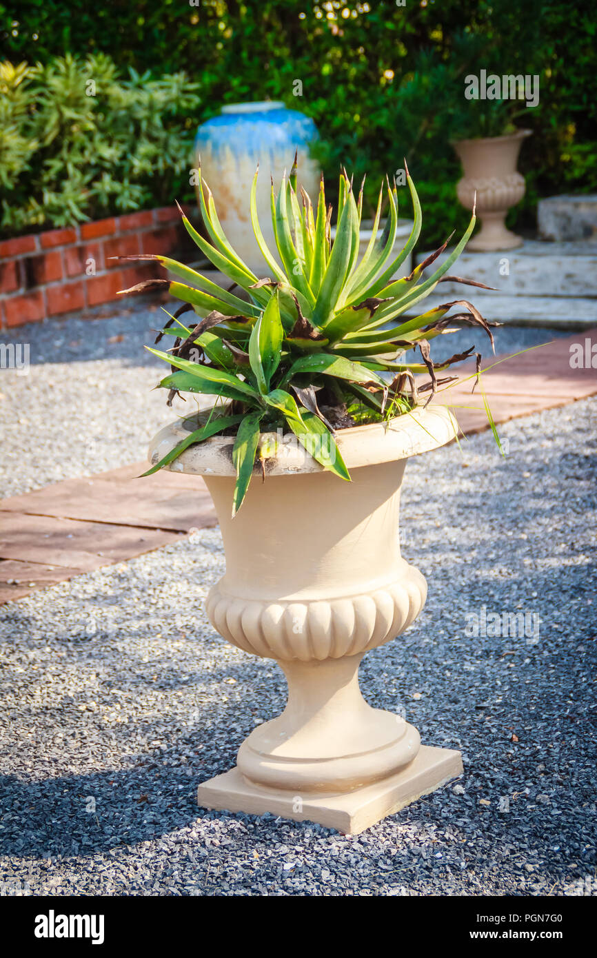 Dry Agave Angustifolia (Caribbean Agave) on exotic pot decorated in the garden Stock Photo