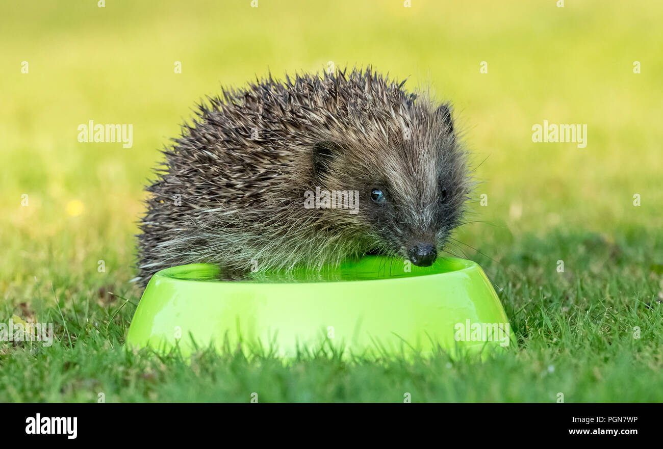 Hedgehog, wild, native, European hedgehog drinking water from a green